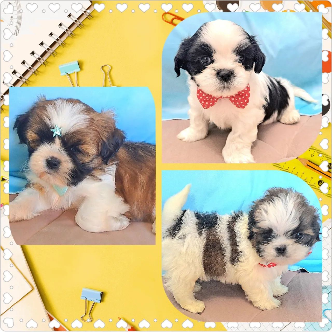 Machos shih tzu lindos canil registrado e brindes 