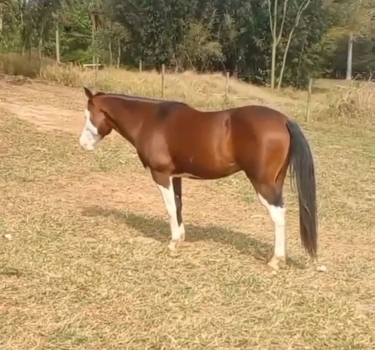 Quarto de Milha com Paint Horse Homozigoto - Foto 4