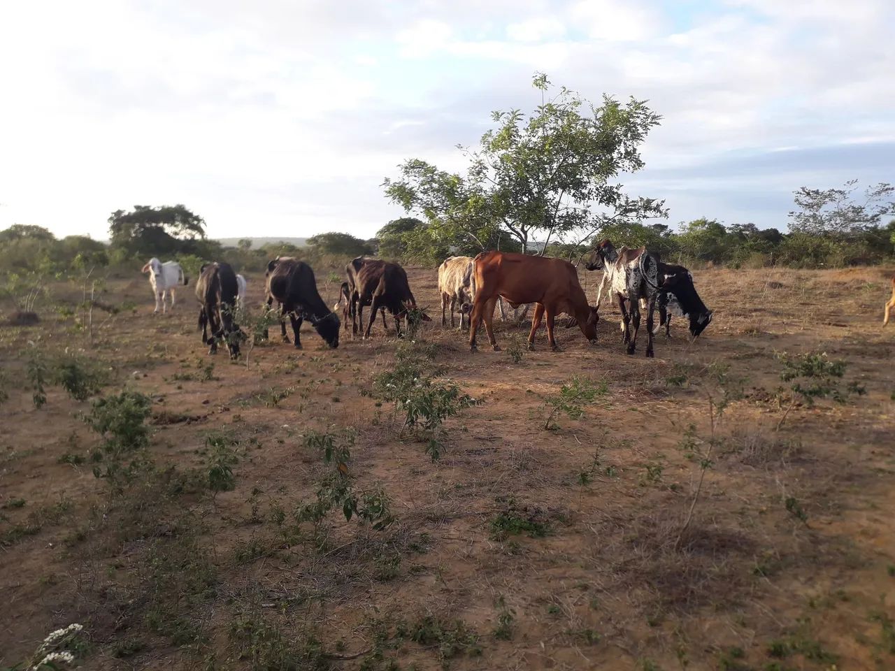 Vendo vacas em sao domingo sentido Barra do choça Vitória da conquista ba  - Foto 4
