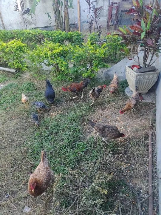 Galinhas, galos e frangos  - Foto 4