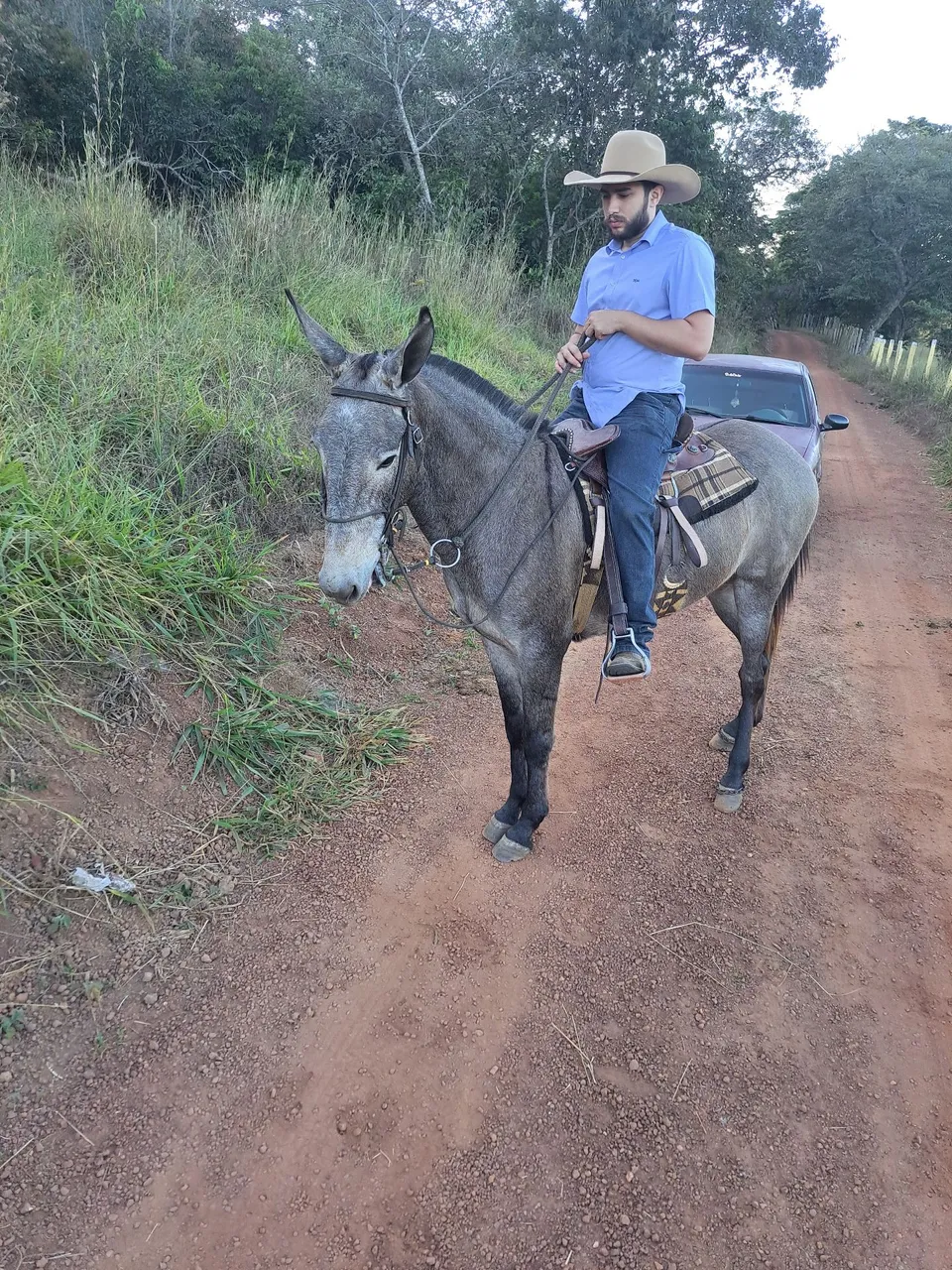 Burro pêga