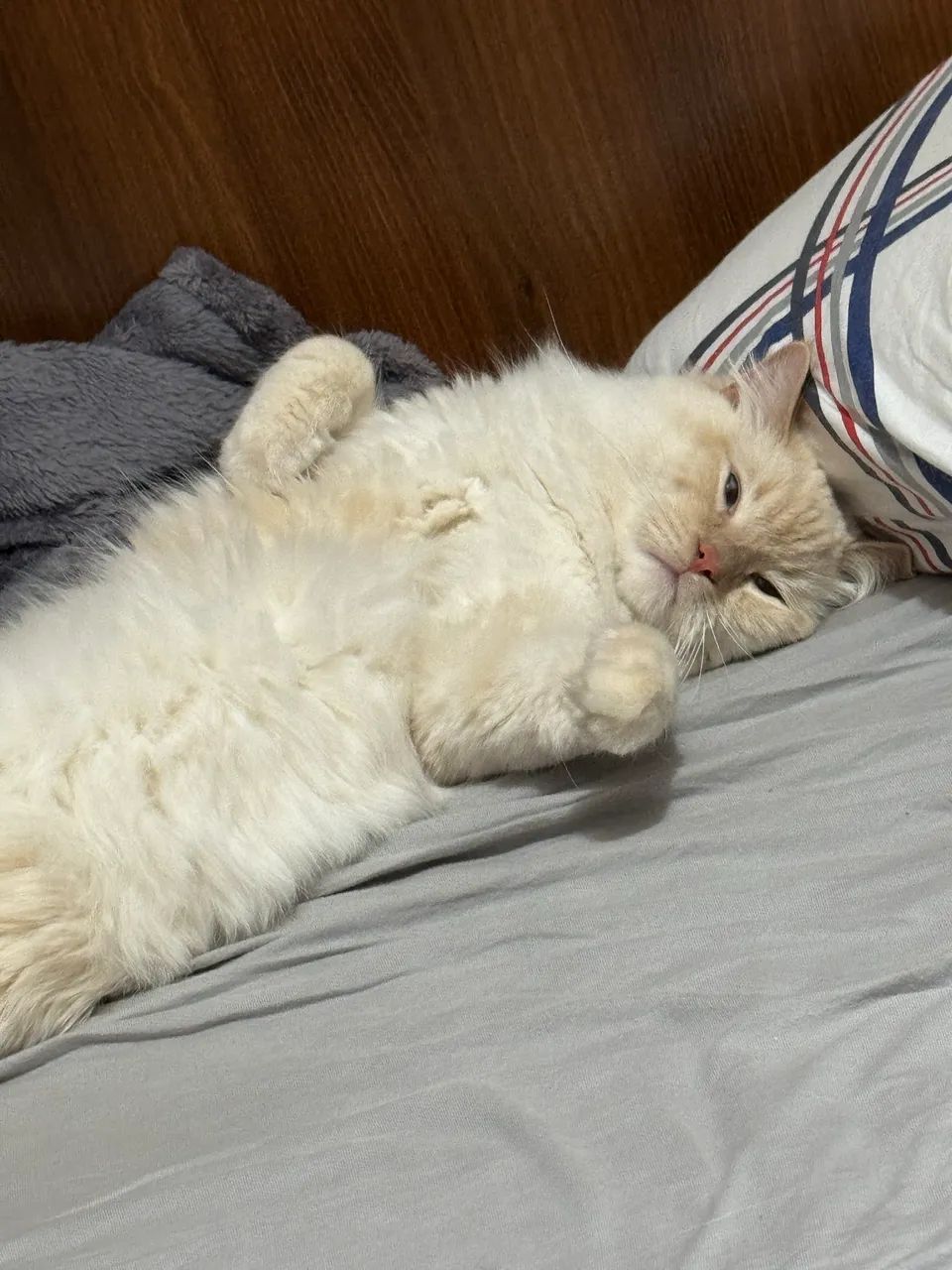 Gato Ragdol - Foto 3