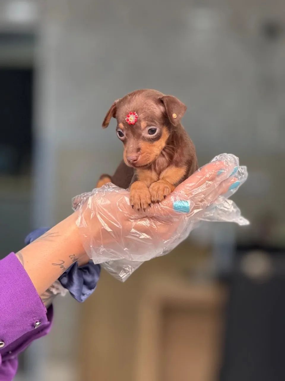 Filhotes de Pinscher chocolate - Fofura e saúde garantidas!  - Foto 2