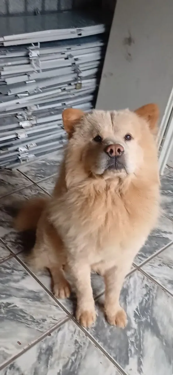 Chow Chow à procura de uma namorada 
