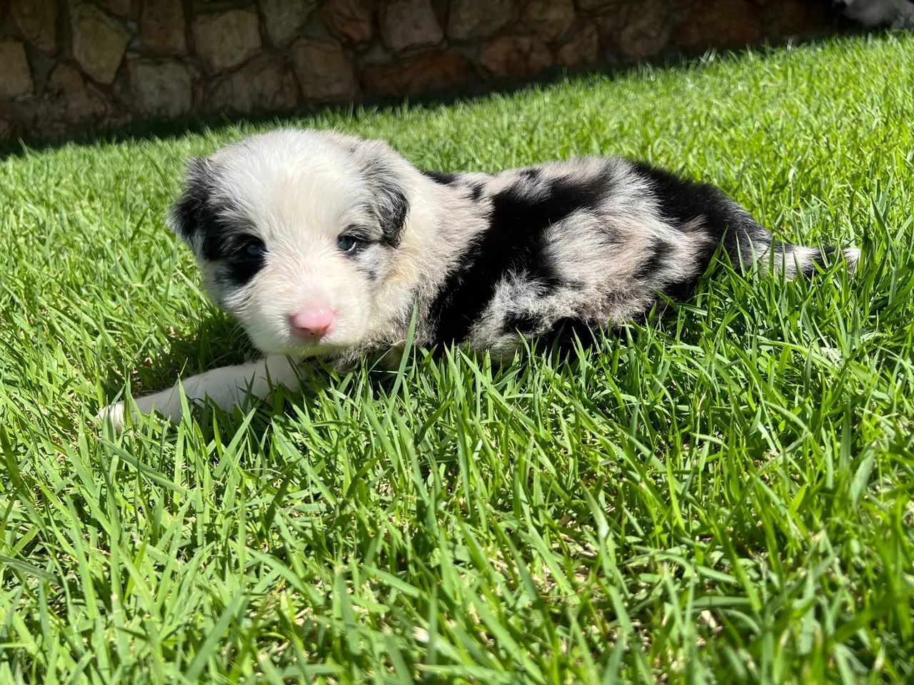 Border Collie c/ Pedigree CBKC - Foto 4