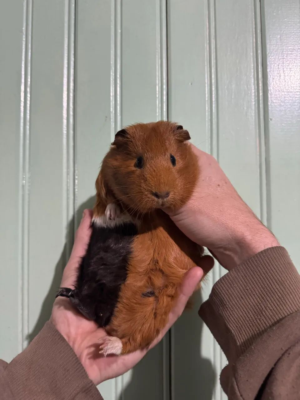 Porquinhos da índia 64319319510402123