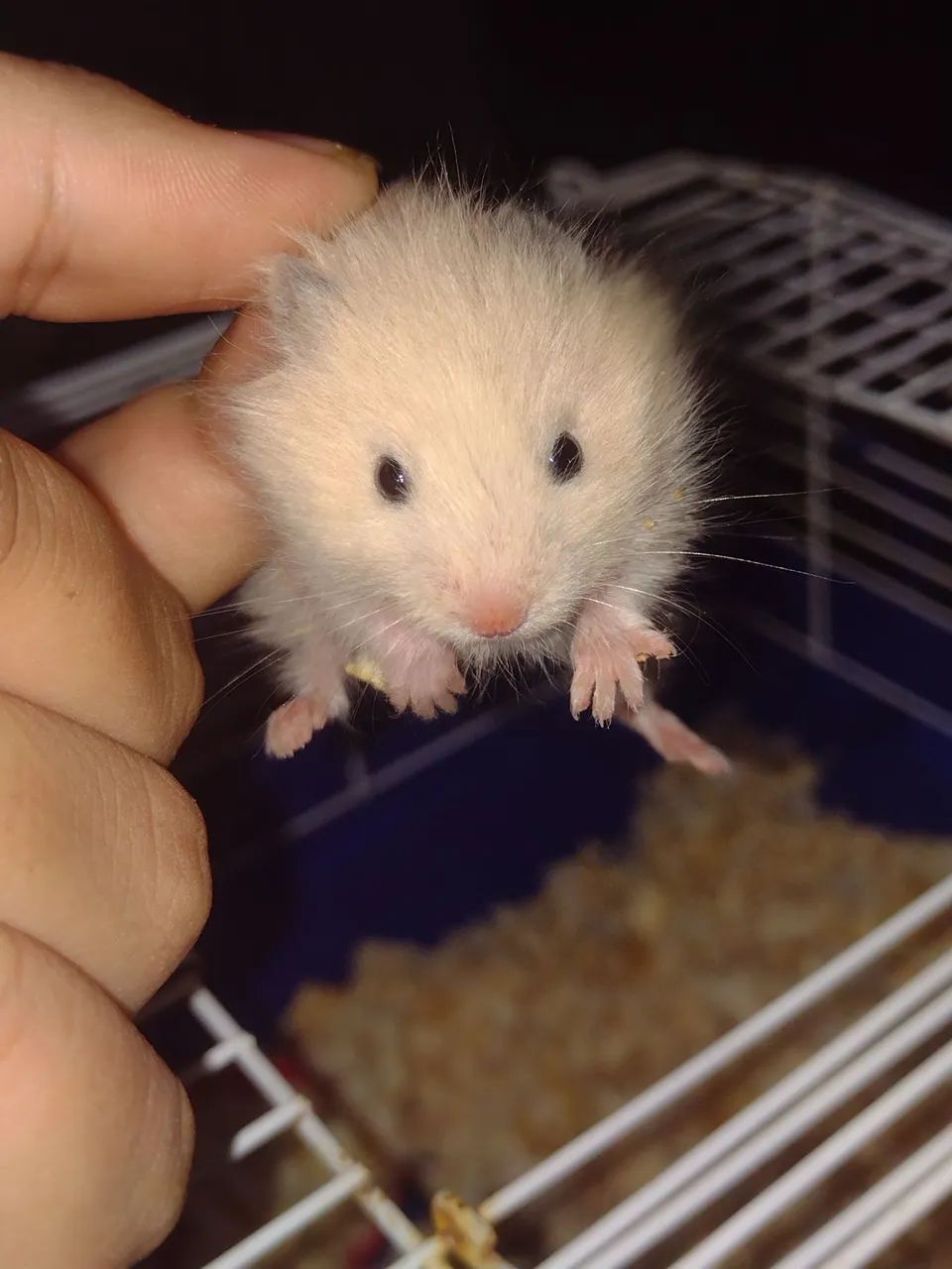 Filhotes de hamster sírio 