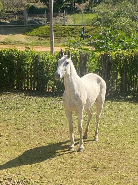 Egua mangalarga   - Foto 2