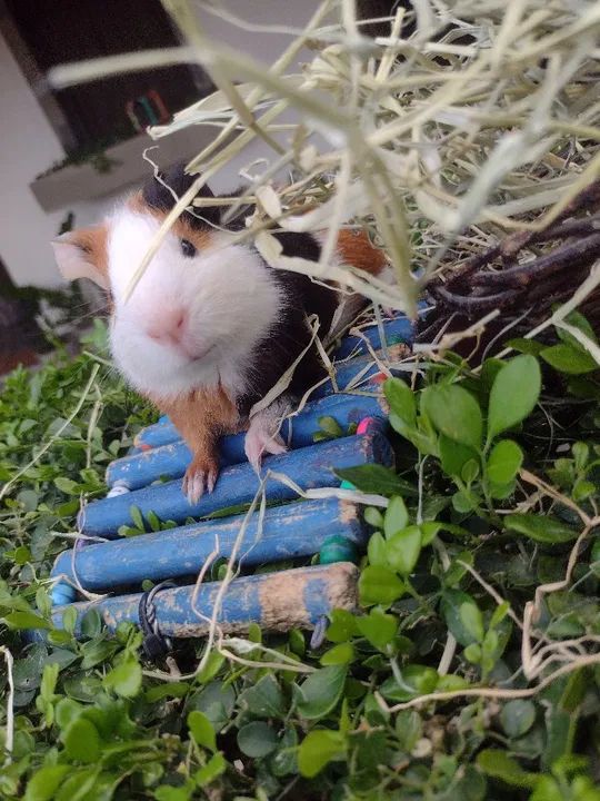 Porquinho da índia disponível  - Foto 6