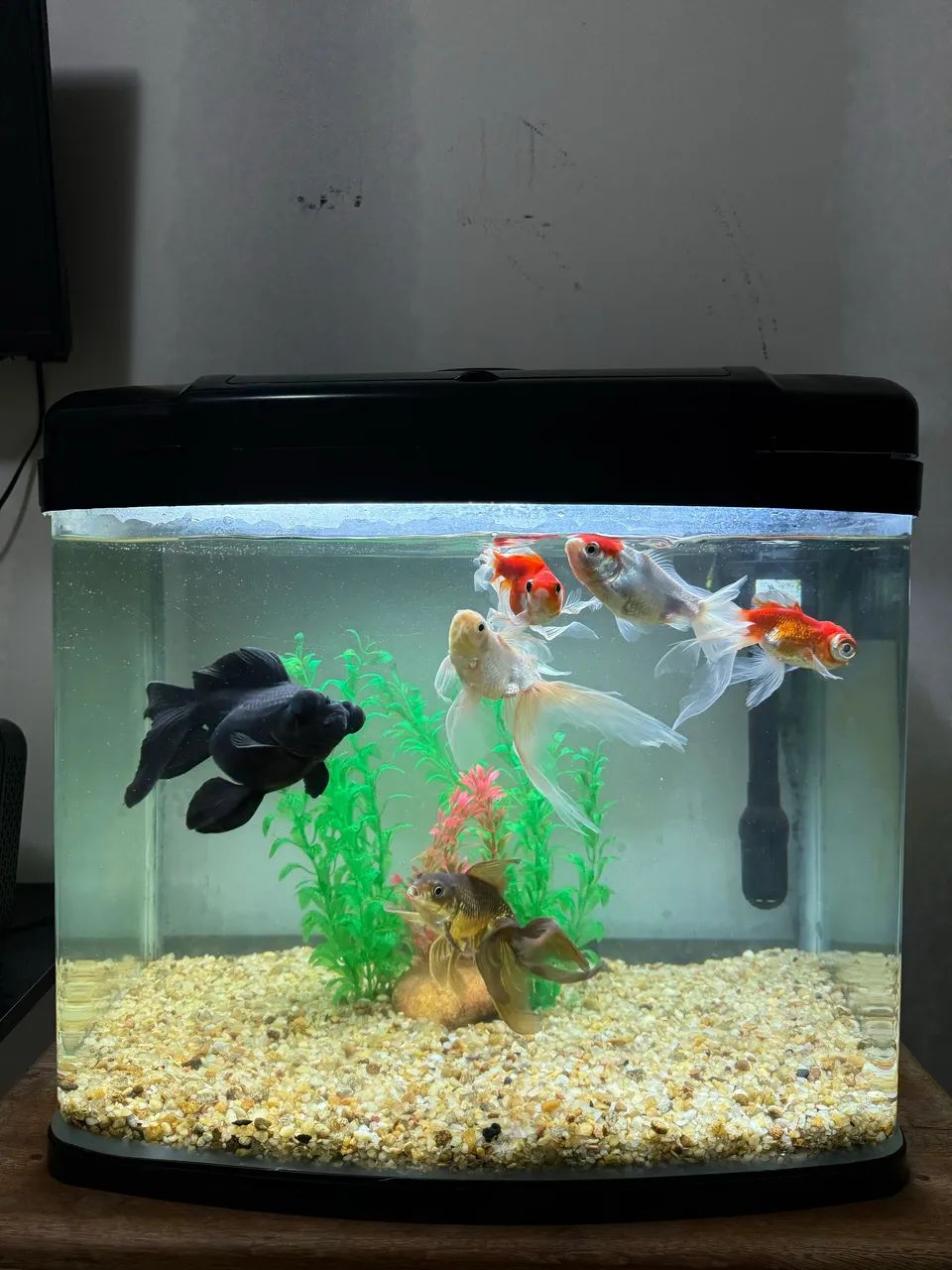 Vendo aquário completo  - Foto 4