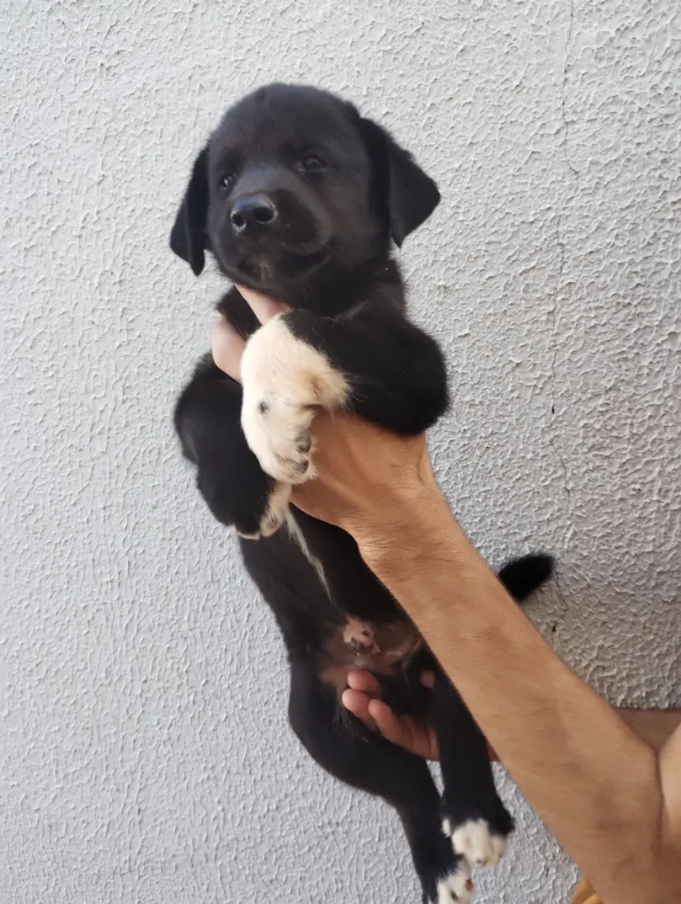 Filhote de labrador valor 150