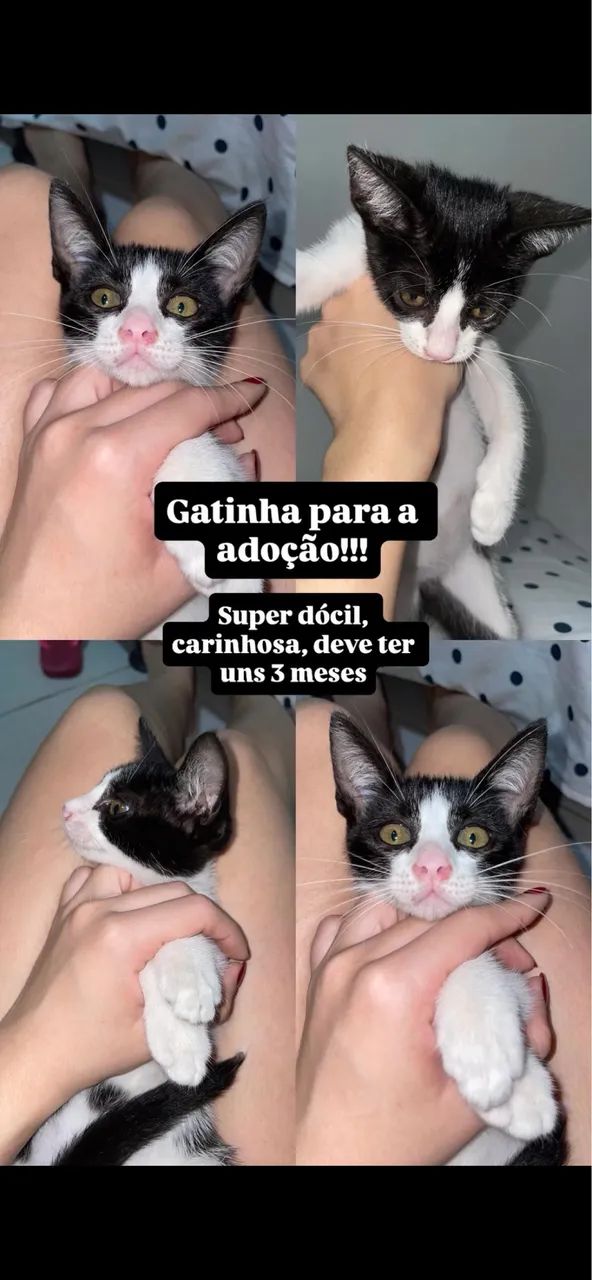 Gata frajola para a adoção 