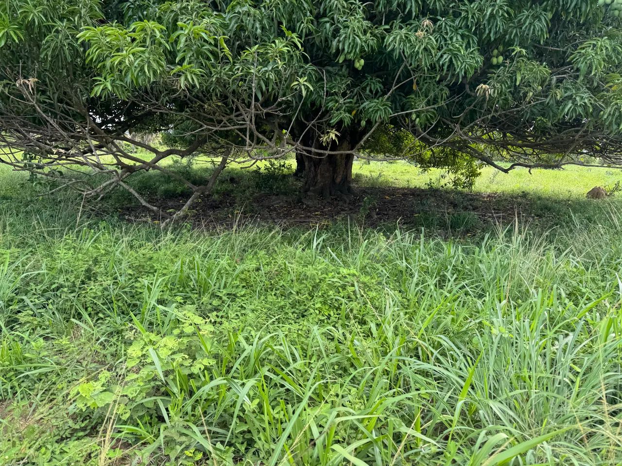 Mega Oportunidade 56 Alq com 28 de Pasto - Foto 5