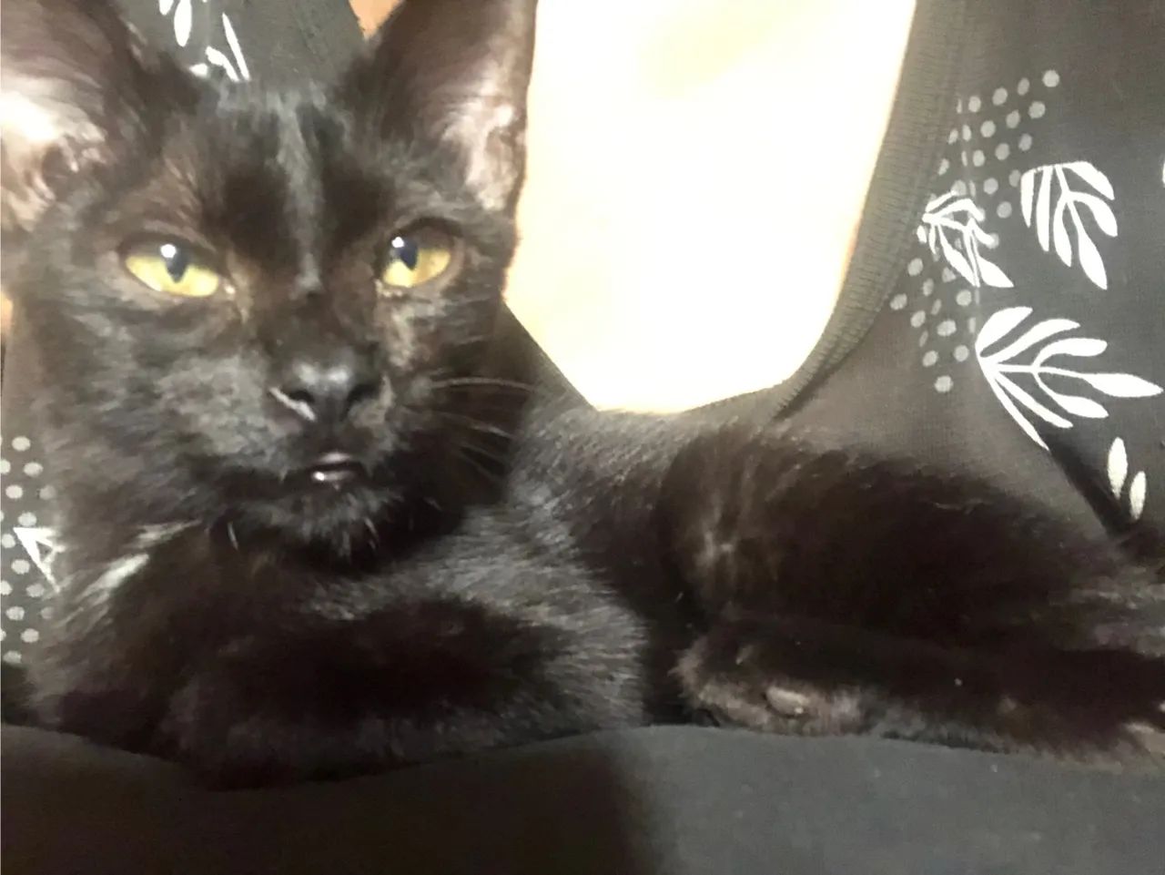 Doação responsável  - Foto 5