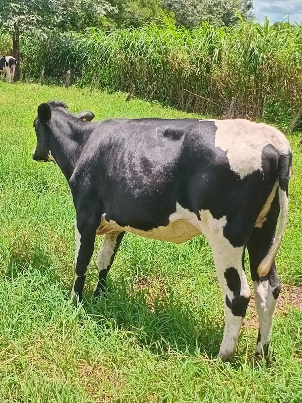 Vendo Novilhas holandês com prenhes confirmada com sêmen sexado 