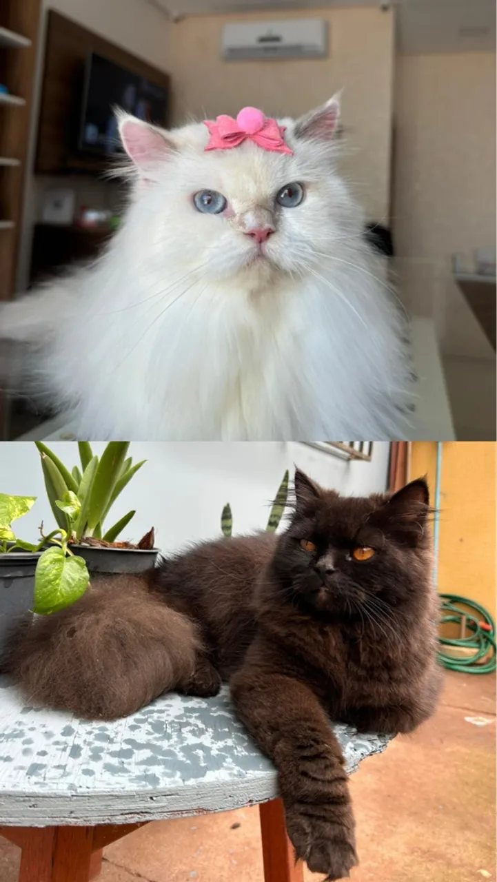 Gato persa doll face