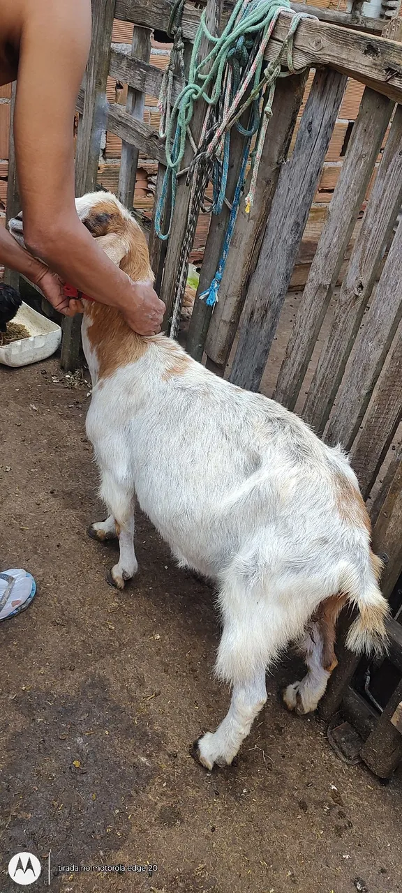 Cabrita adulta
