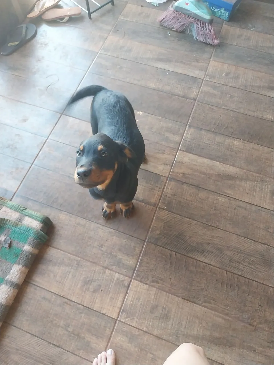 Filhote de Rottweiler