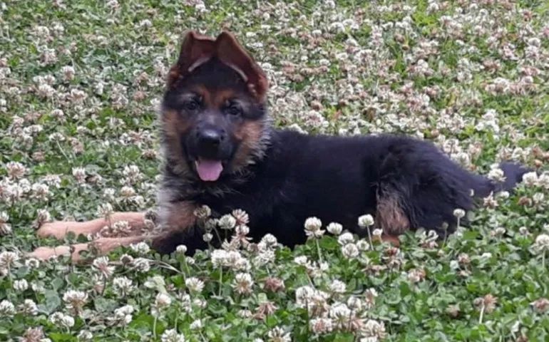 Pastor alemão- Filhotes Premium com Garantia, Vacinas Importadas e Vermifugados!