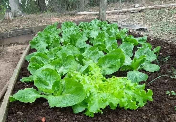 Hortaliças e legumes Organicos - Foto 3