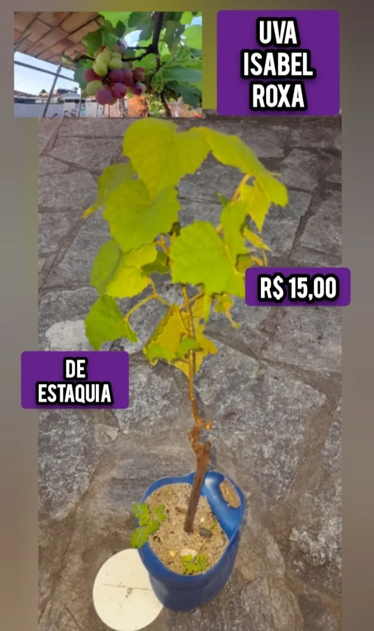 Muda de Uva Isabel Roxa - De Estaquia - R$15,00