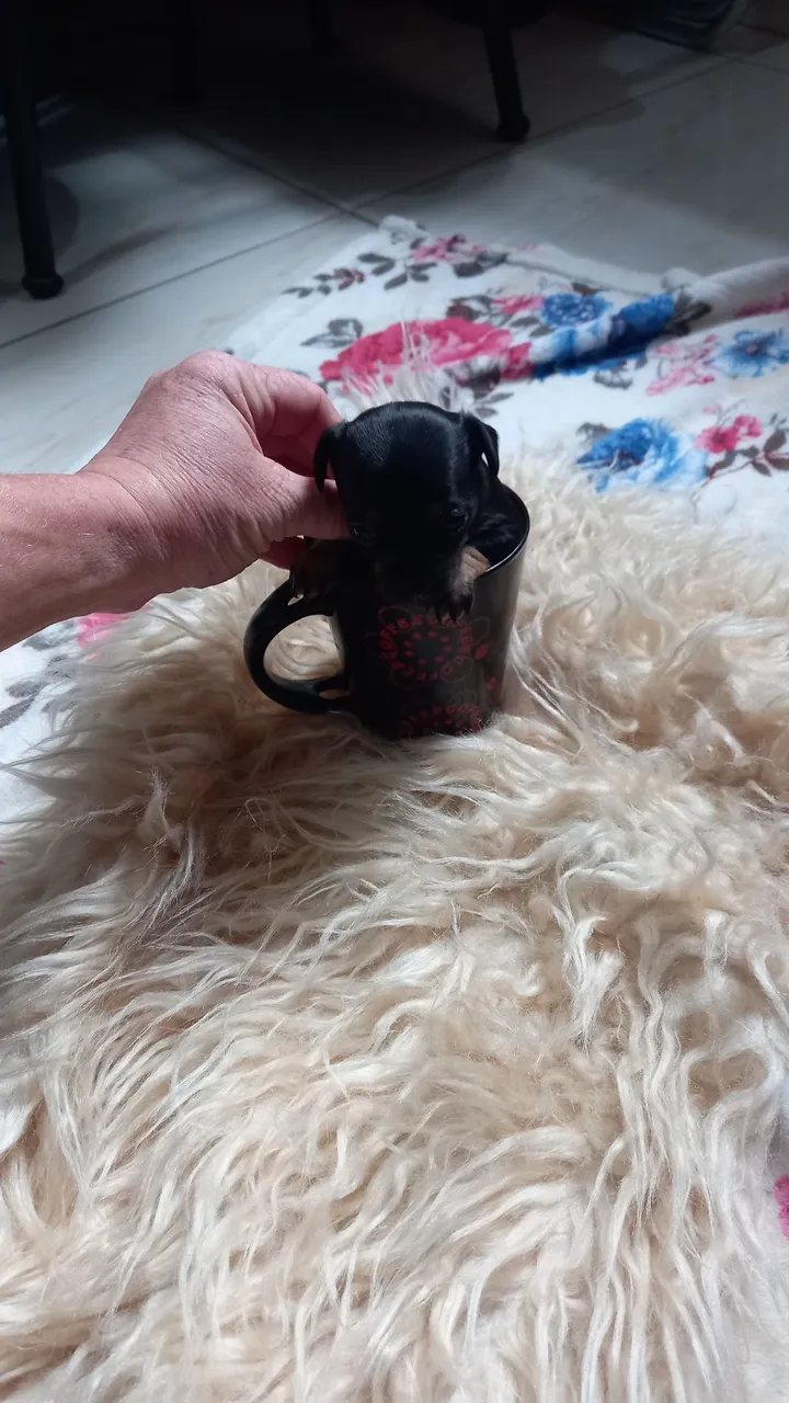 Vendo filhote de Pinscher Miniatura fêmea e macho