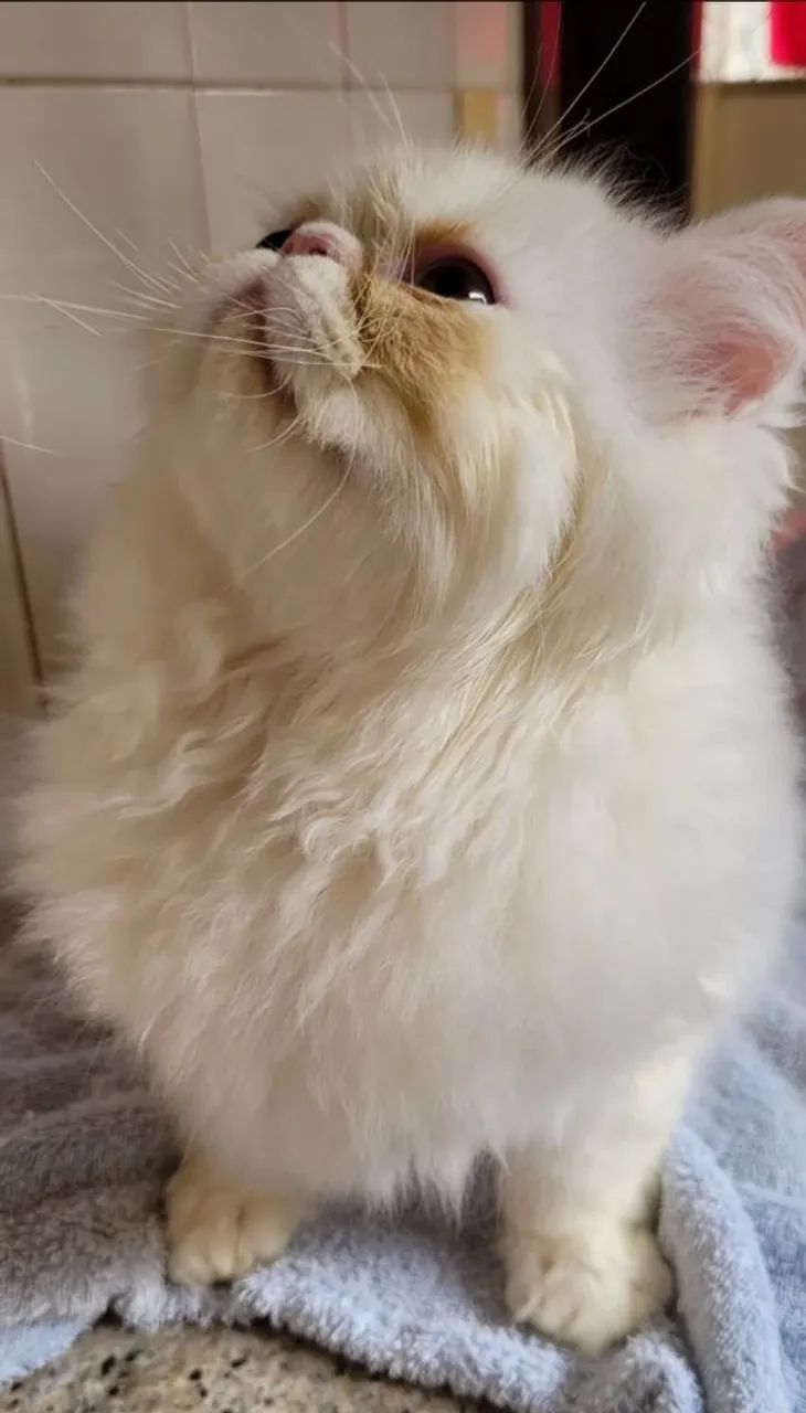 Gatinhos Persa - Branco - Foto 3