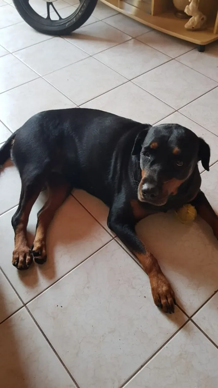 Rottweiler para adoção