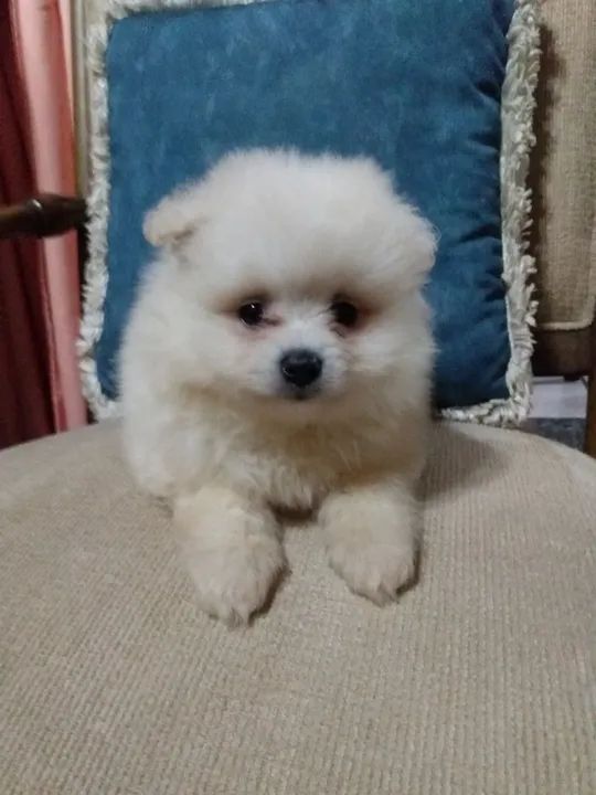 Filhotes de Spitz Alemão - Foto 4