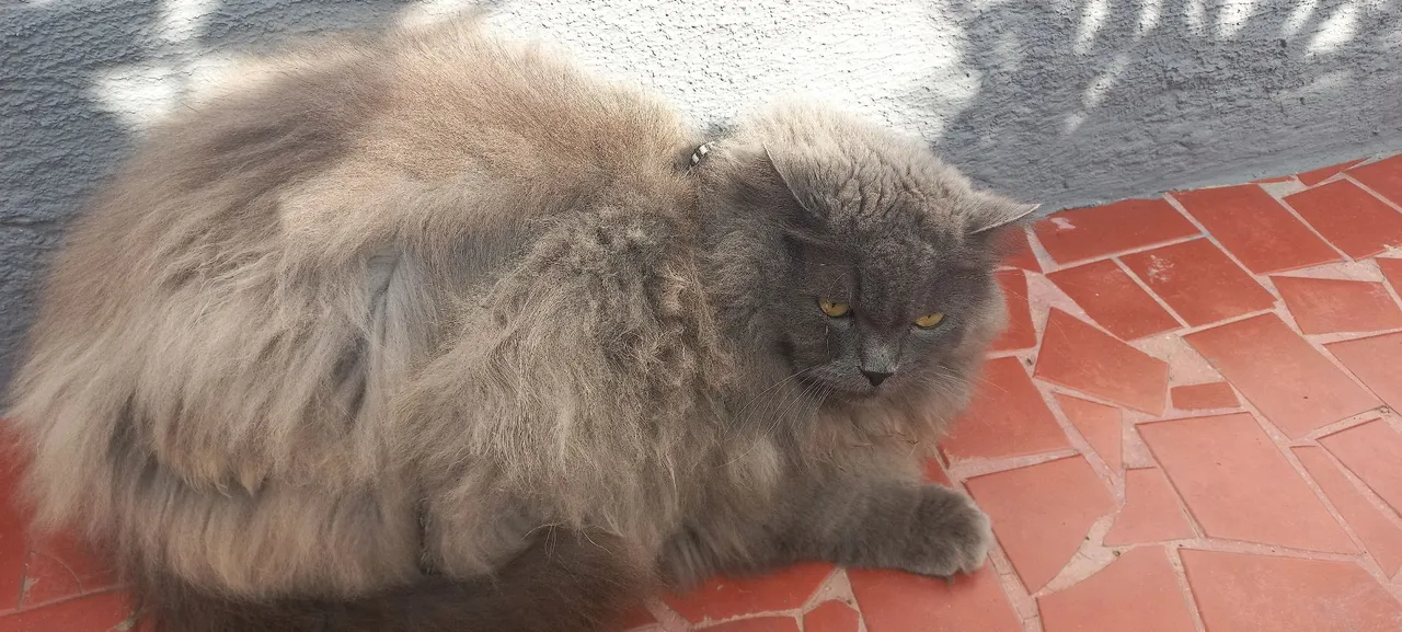 Gato Persa Blue Tortie