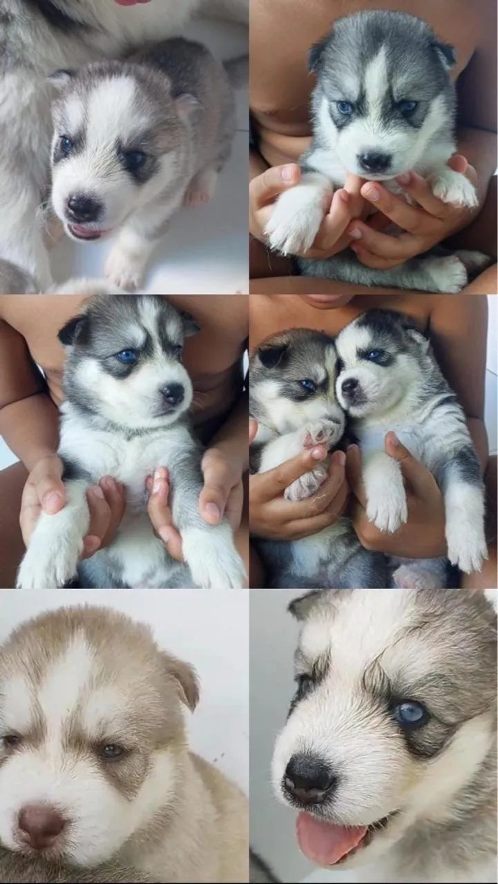 Filhotes Huskys Puros.
