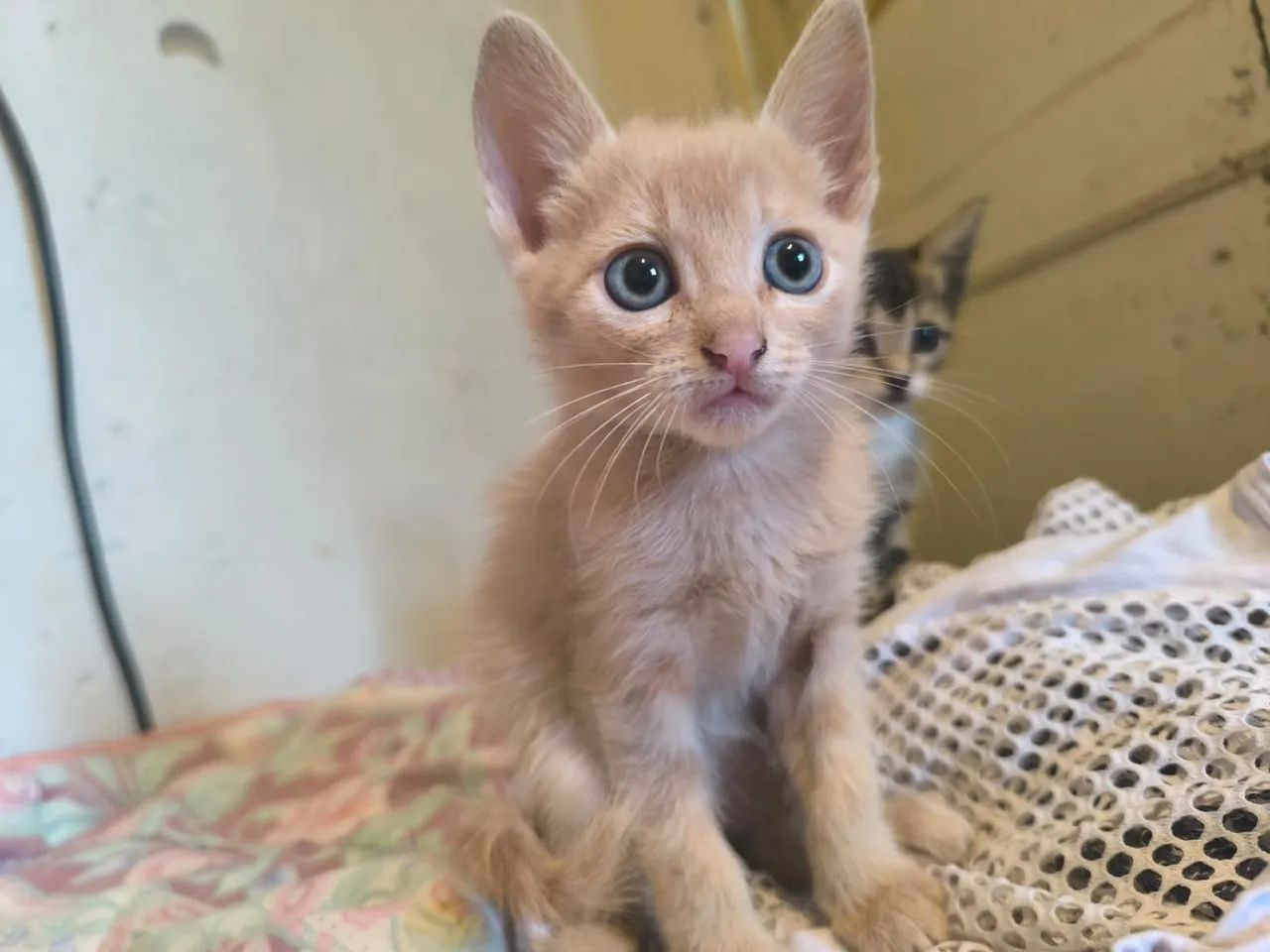 Adoção Responsável - Foto 2