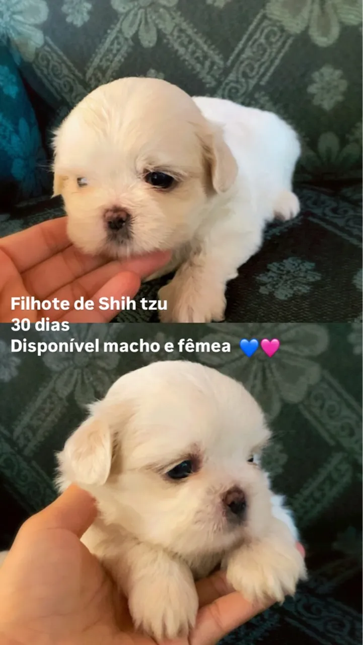 Filhotes de Shih Tzu disponíveis