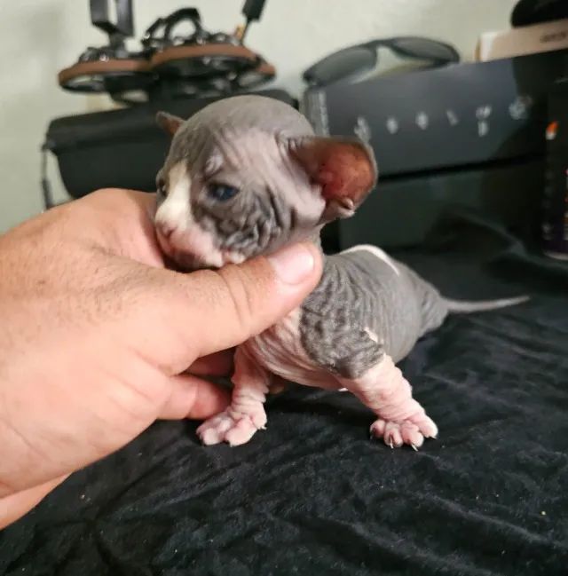 sphynx bambino