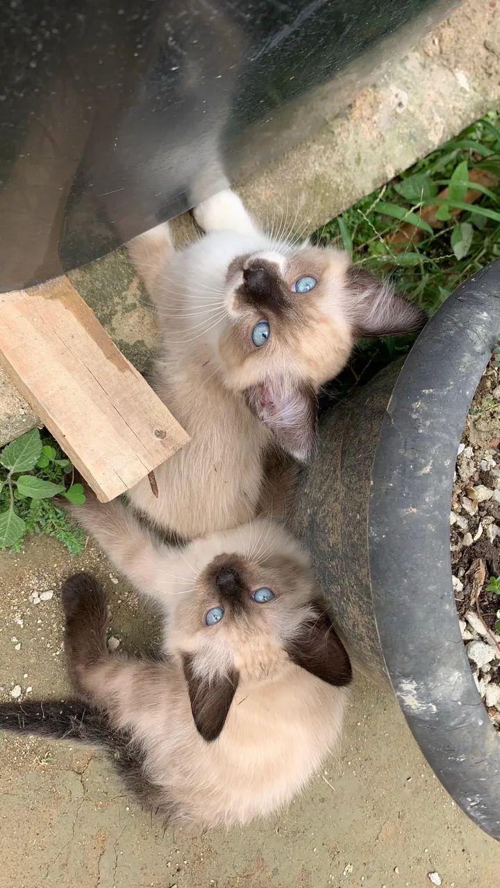Gatinhos para adoção 