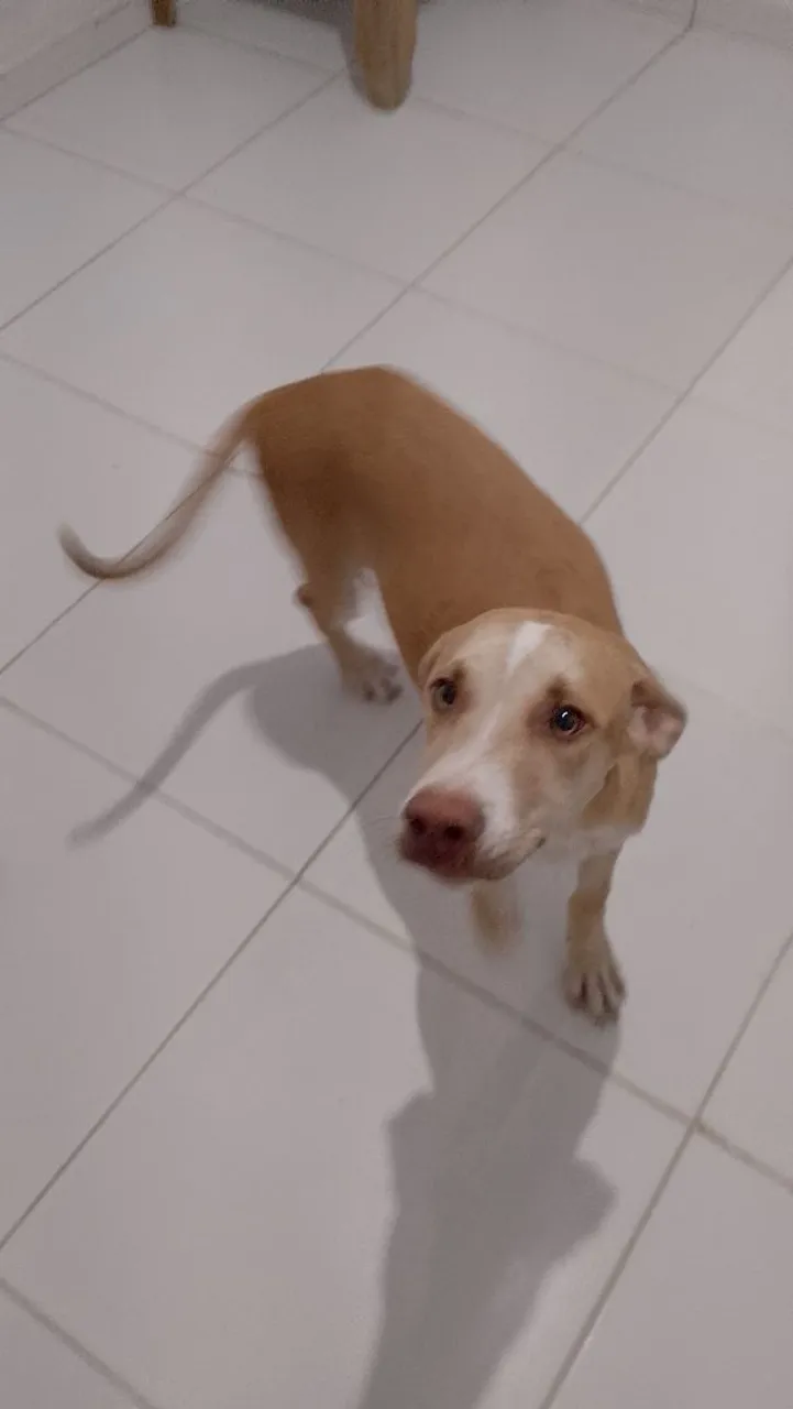 Doação mistura de Pitbull com viralata