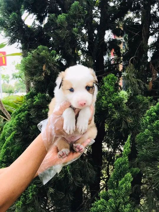 Border Collie : Seu novo melhor amigo de quatro patas está a um passo de distância!