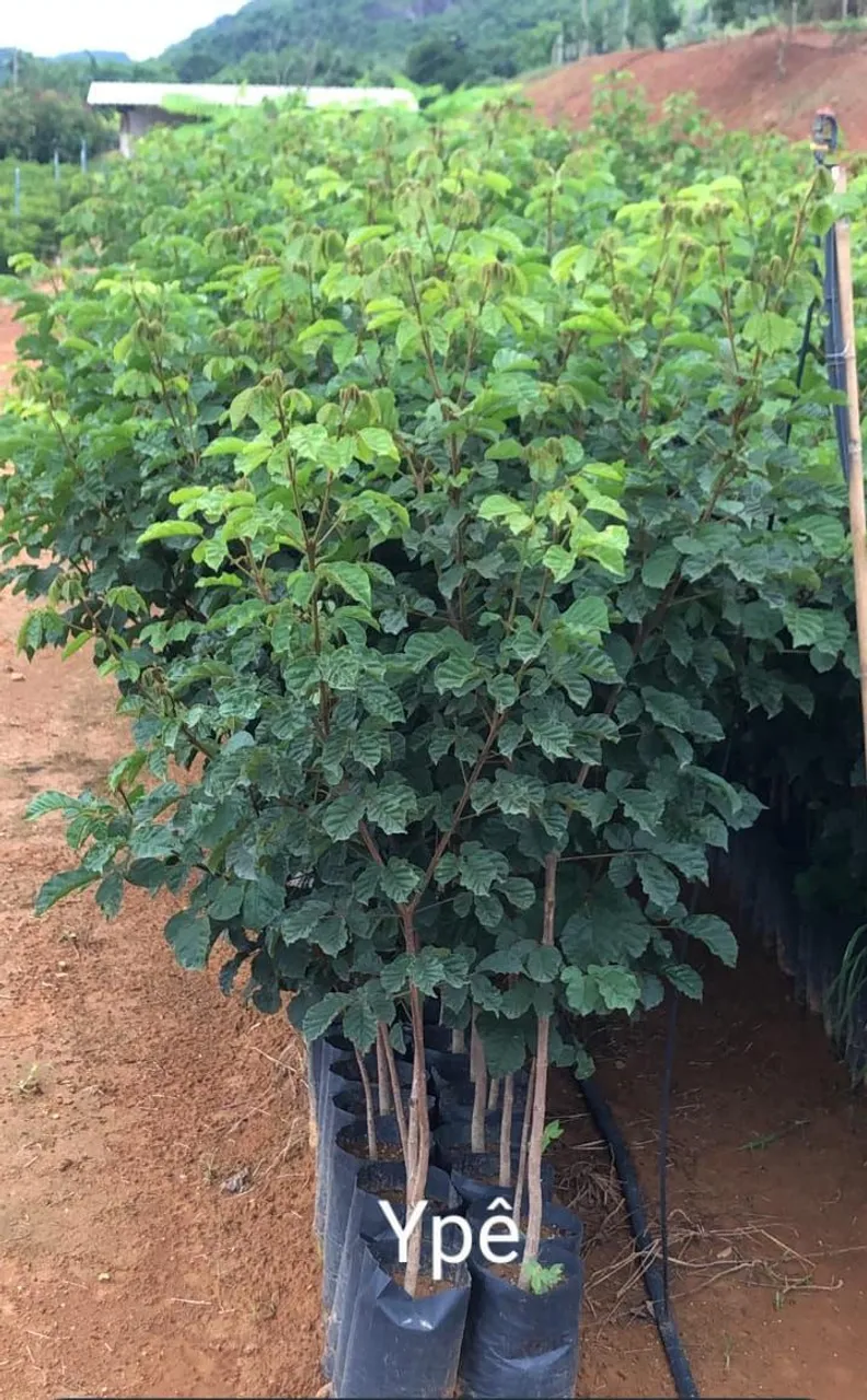 Mudas de Ypê para Jardim e Paisagismo