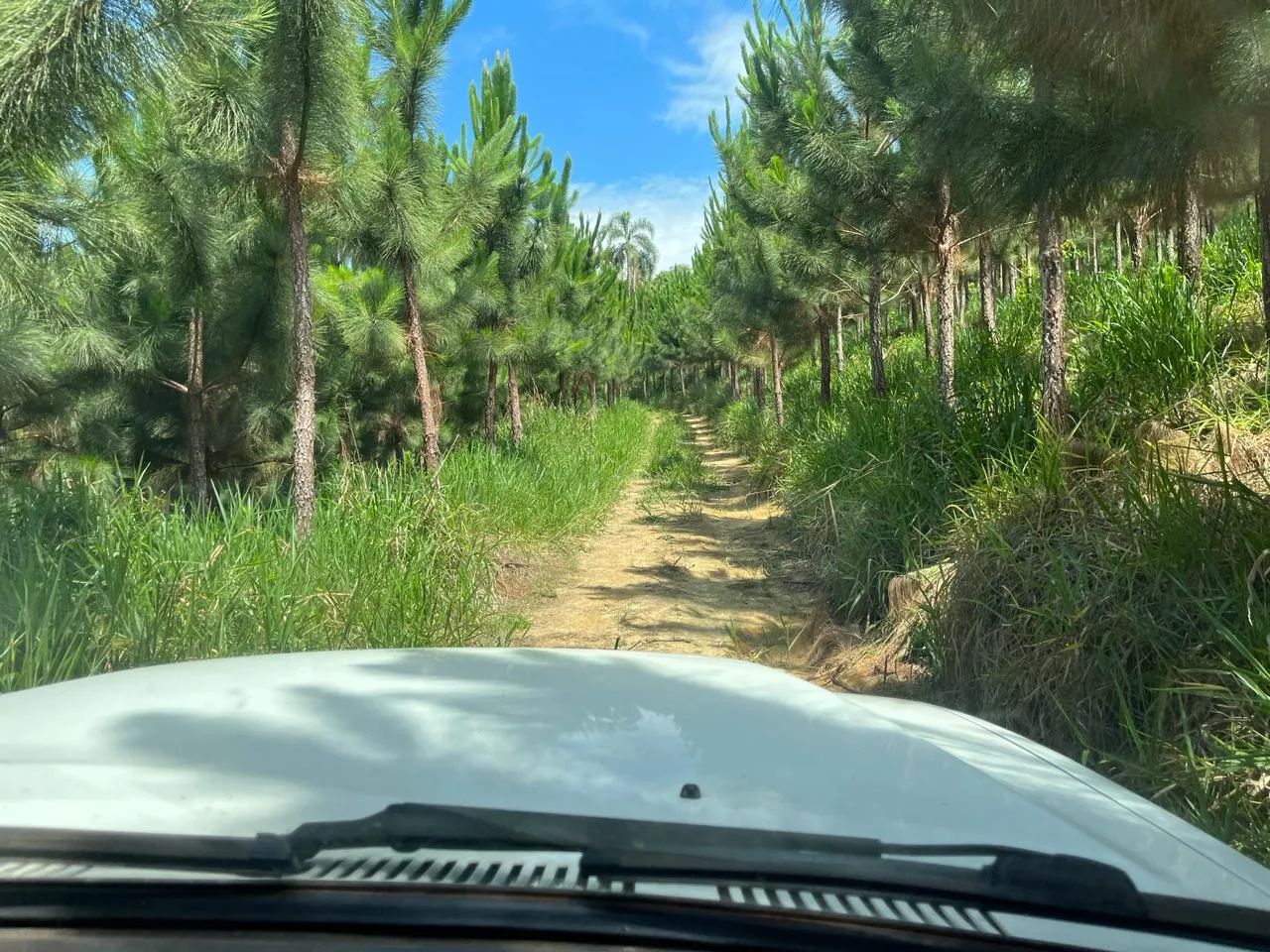 Oportunidade Única! Imóvel Rural em Matão, Buri/SP - Foto 4