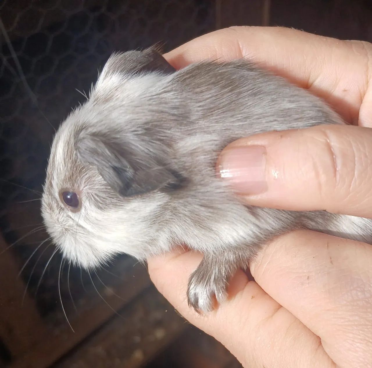 Guinea Pig64584521370243120