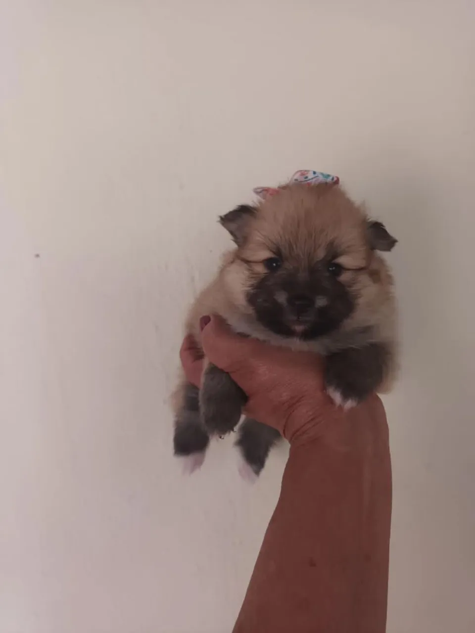 Filhote de Spitz Alemão