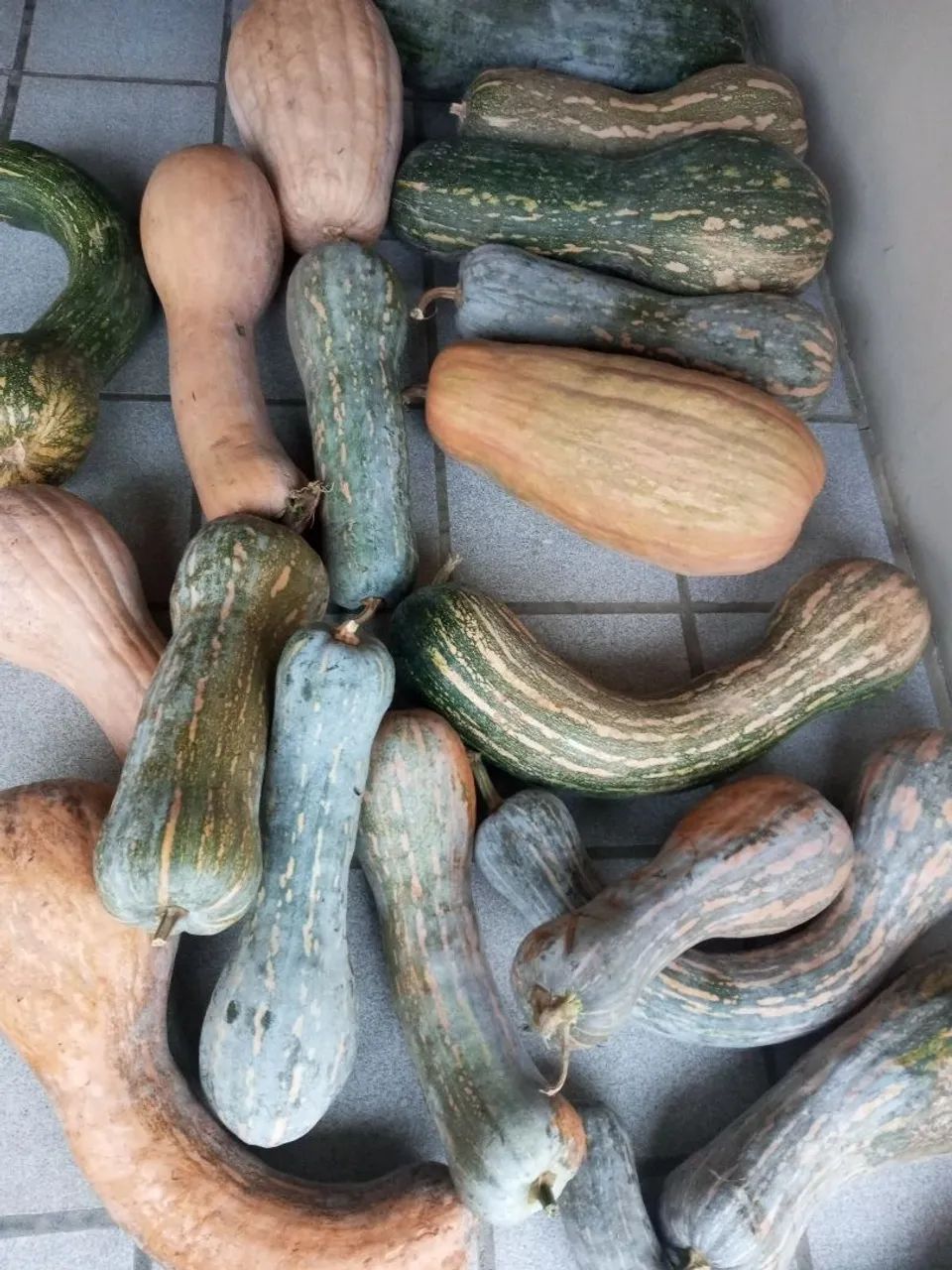 Abóbora sementes plantio 
