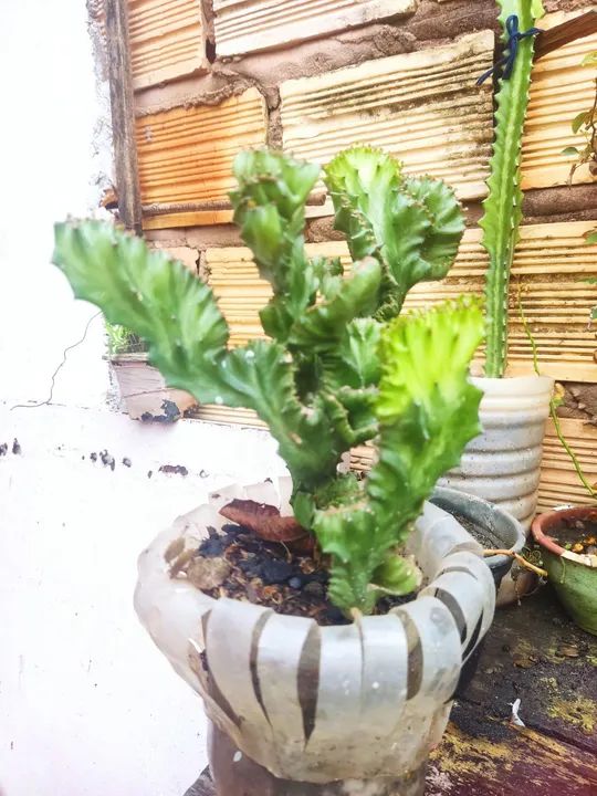 Plantas 