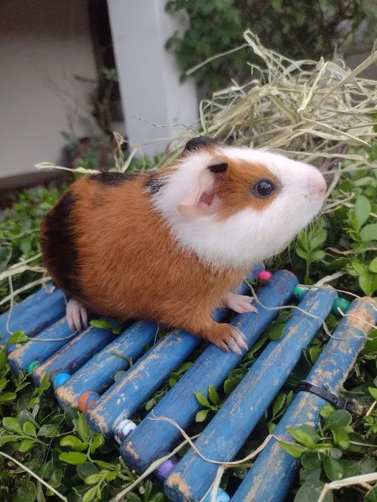 Porquinho da índia disponível  - Foto 4