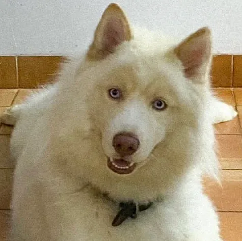 Husky Siberiano procura namorada