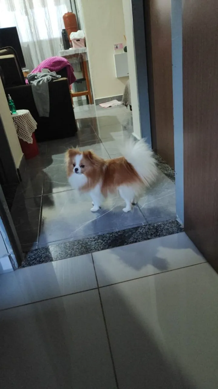 Spitz Alemão disponível para colocar pra cruzar