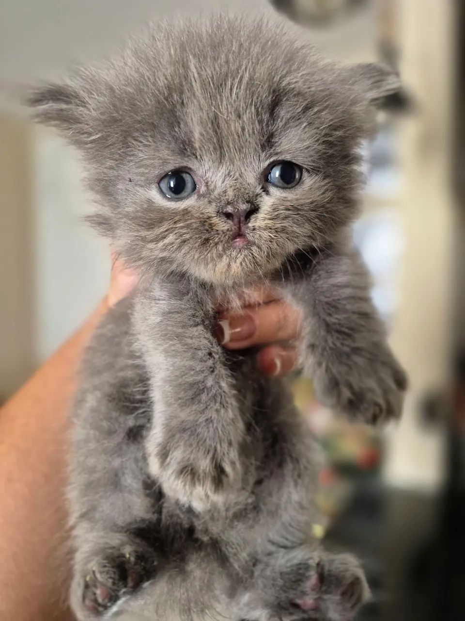 Gata Persa Cinza - Foto 2