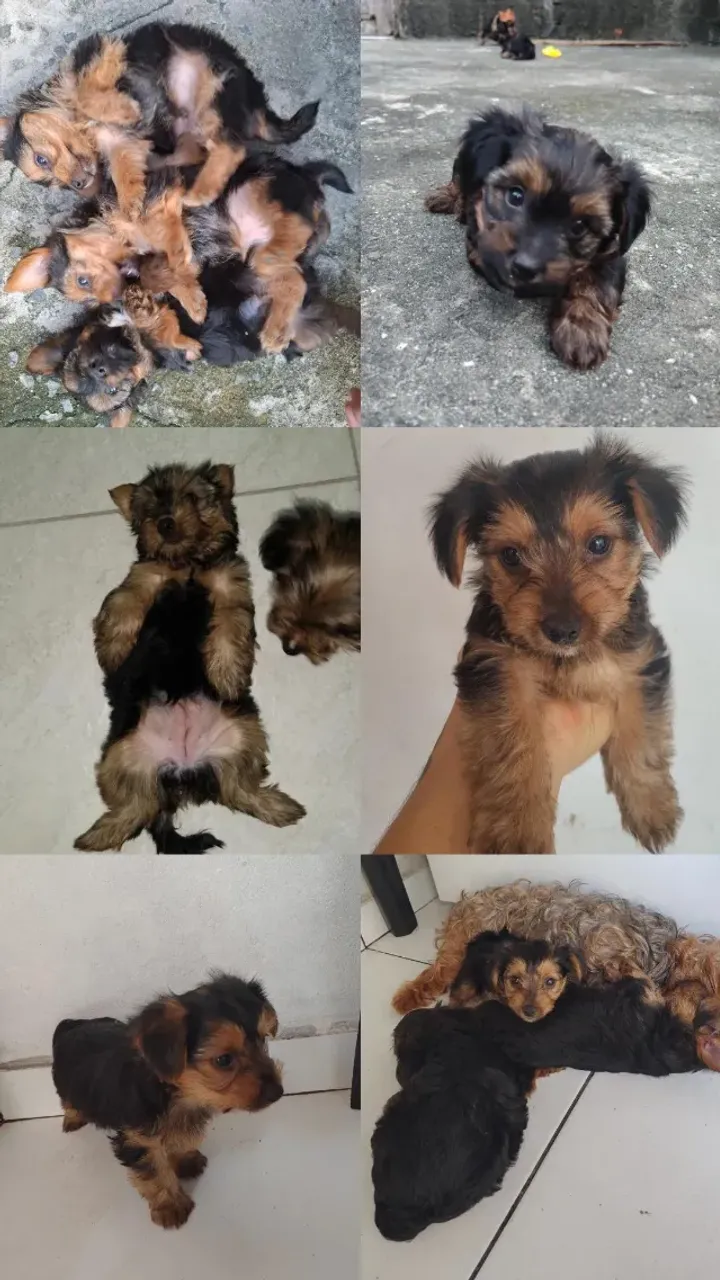 Filhotes de Yorkshire Terrier