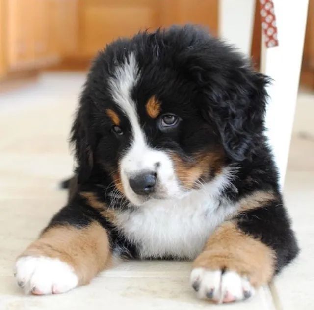  Bernese Mountain Dog - Raça grande e dócil !