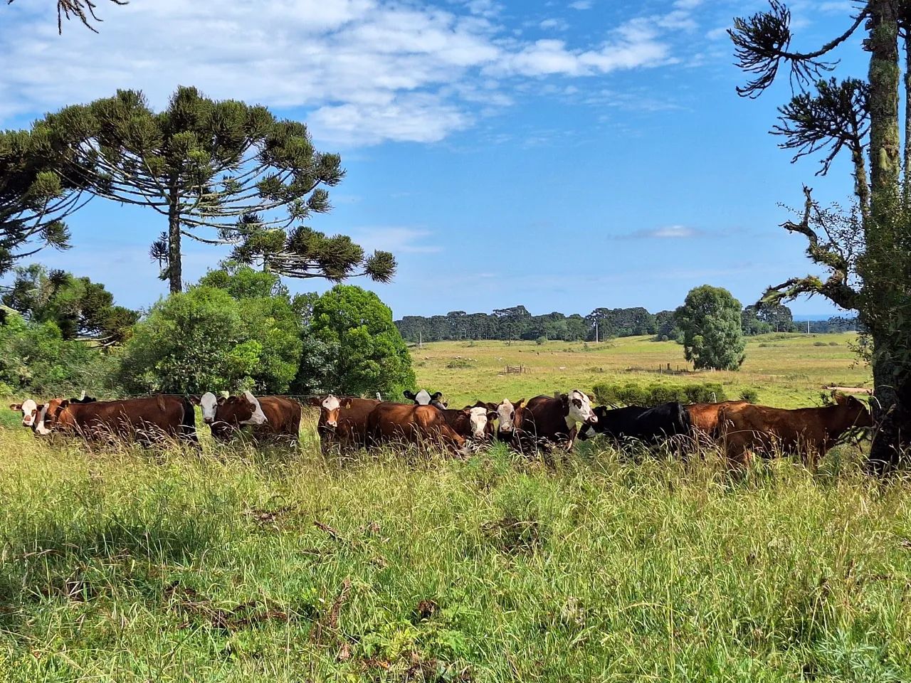 Linda área de campo na serra gaúcha. - Foto 10